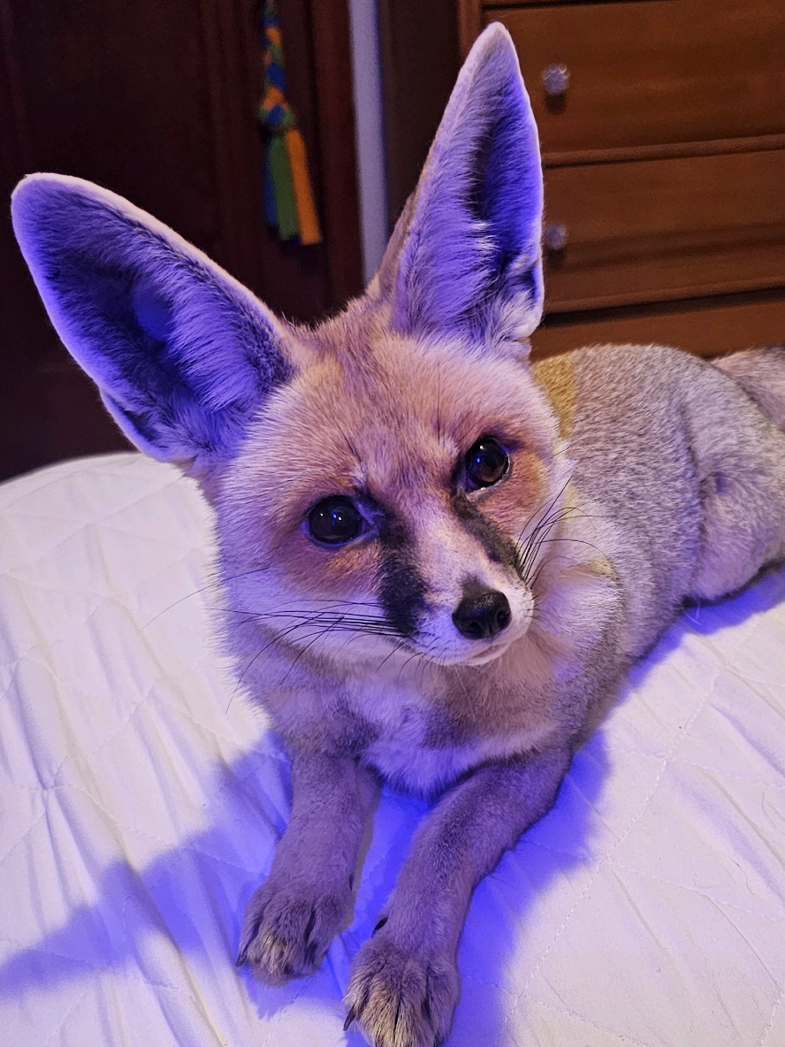 @saveafox