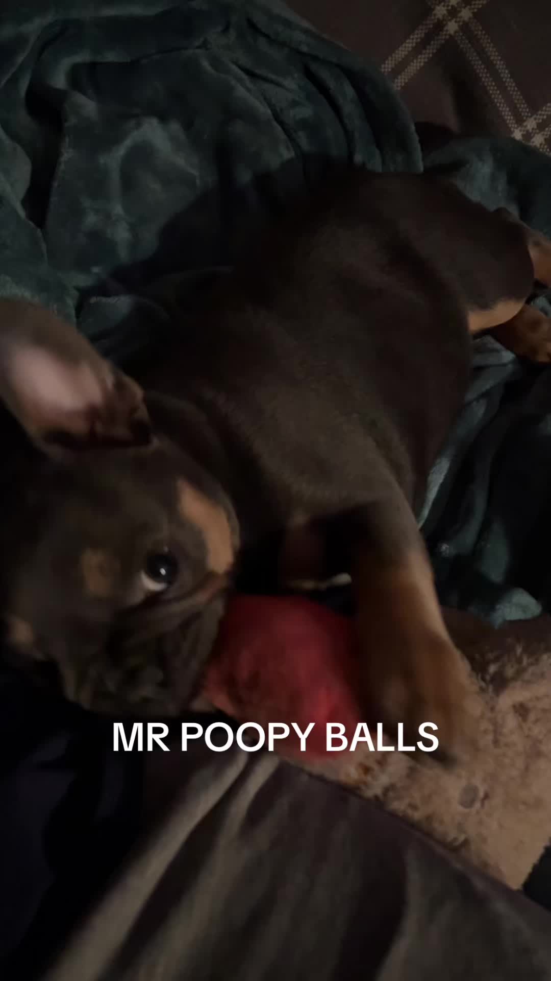 @foxxxleangrvhnd