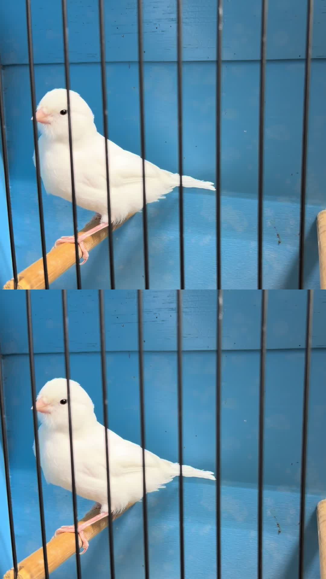 @AviarioUreña