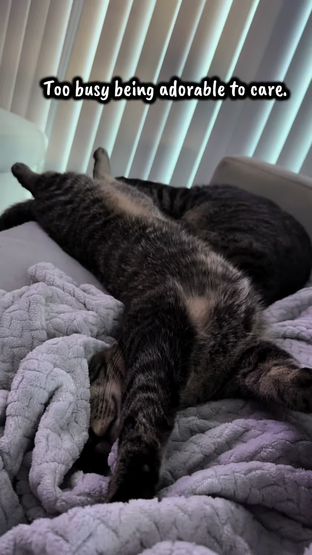 @TailsandWhiskersCo