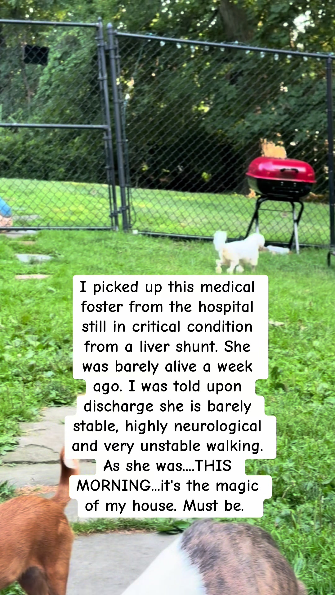 @dogmom76
