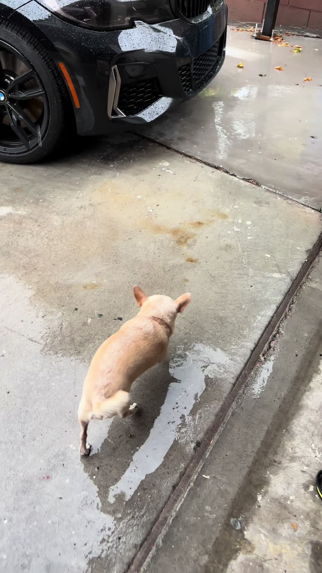 @O🐶