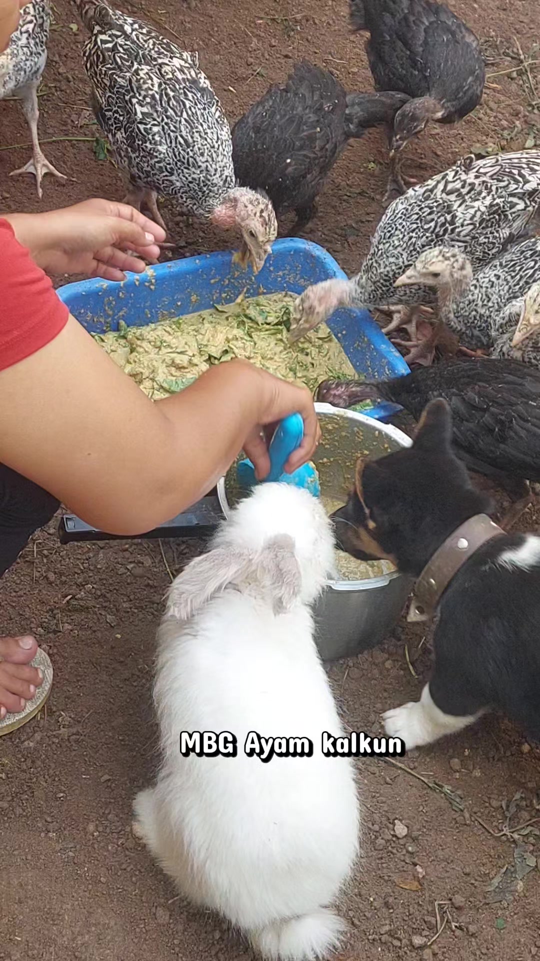 @Cileunyi Rabbit