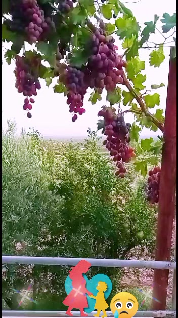@رونيارا عفريني