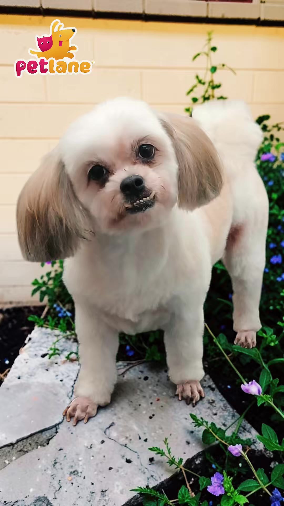 @petlanecebu