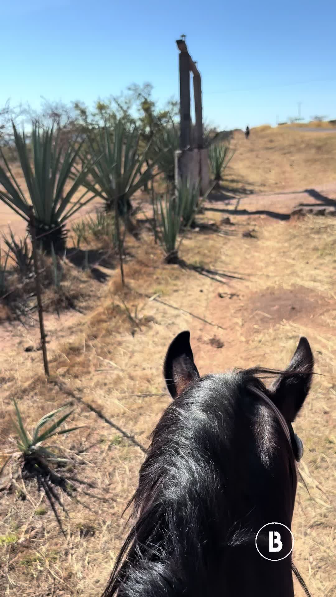 @El zurdo🌵🐴