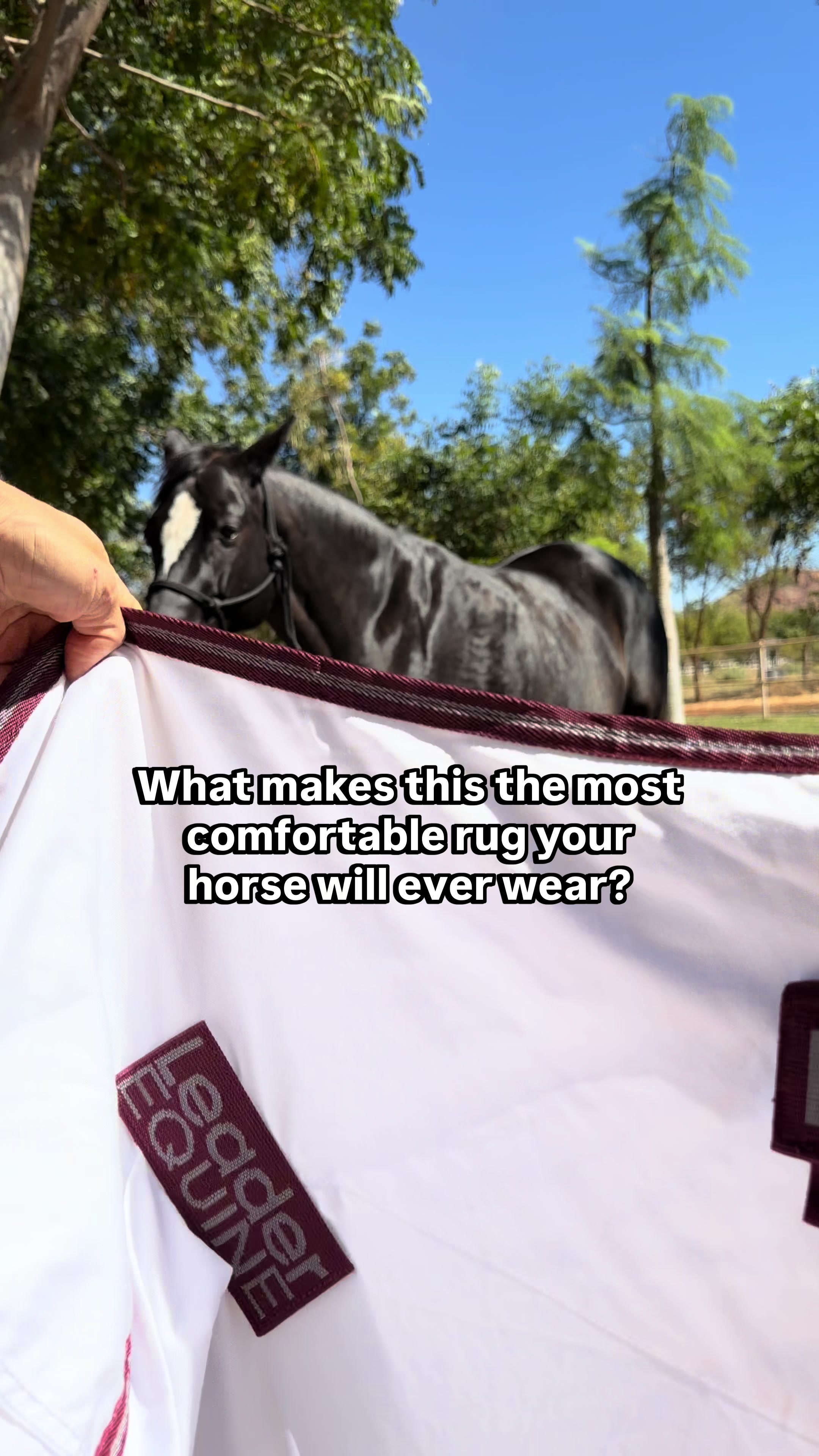 @Leader Equine