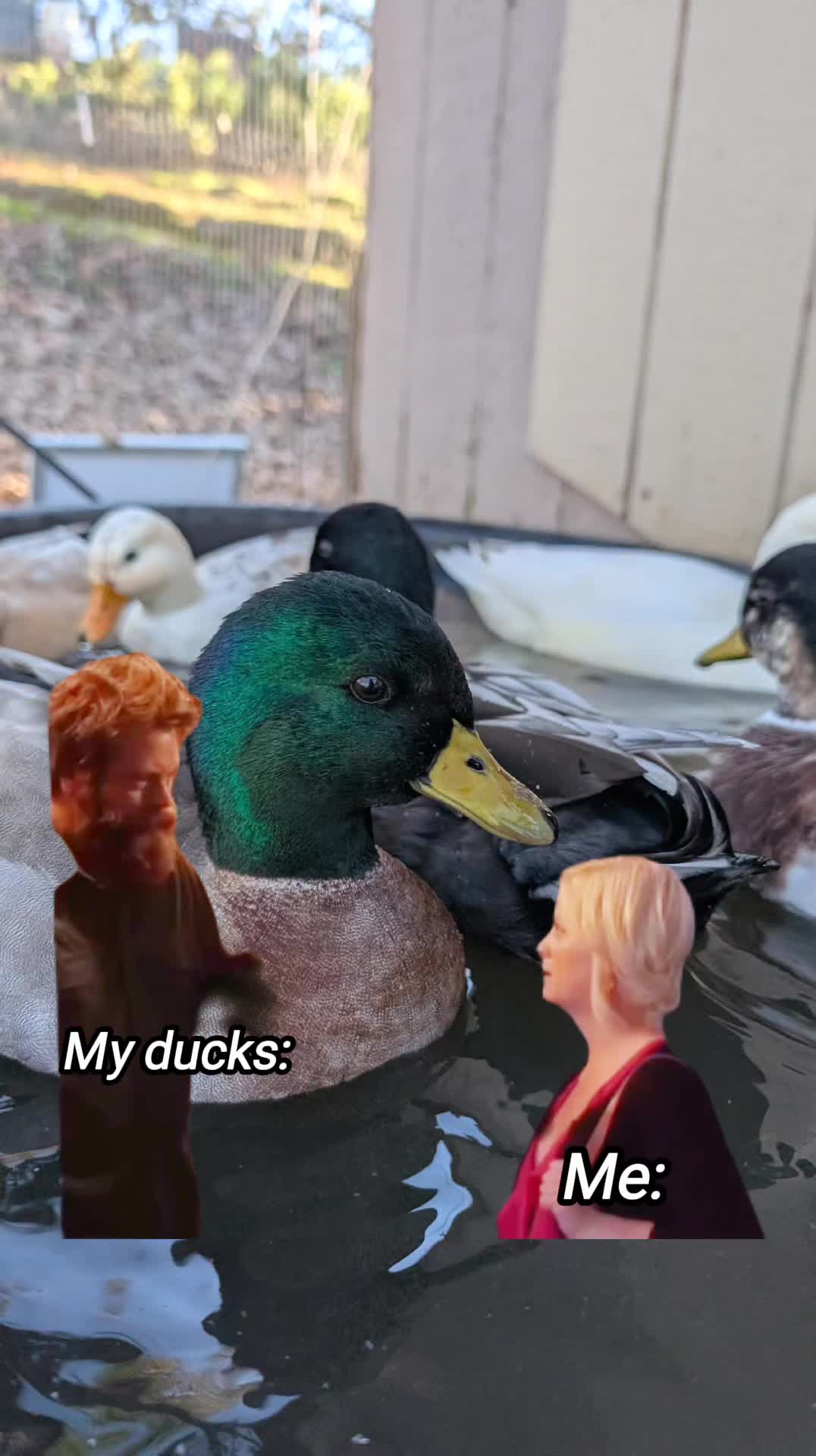 @Mother Duckers Homestead