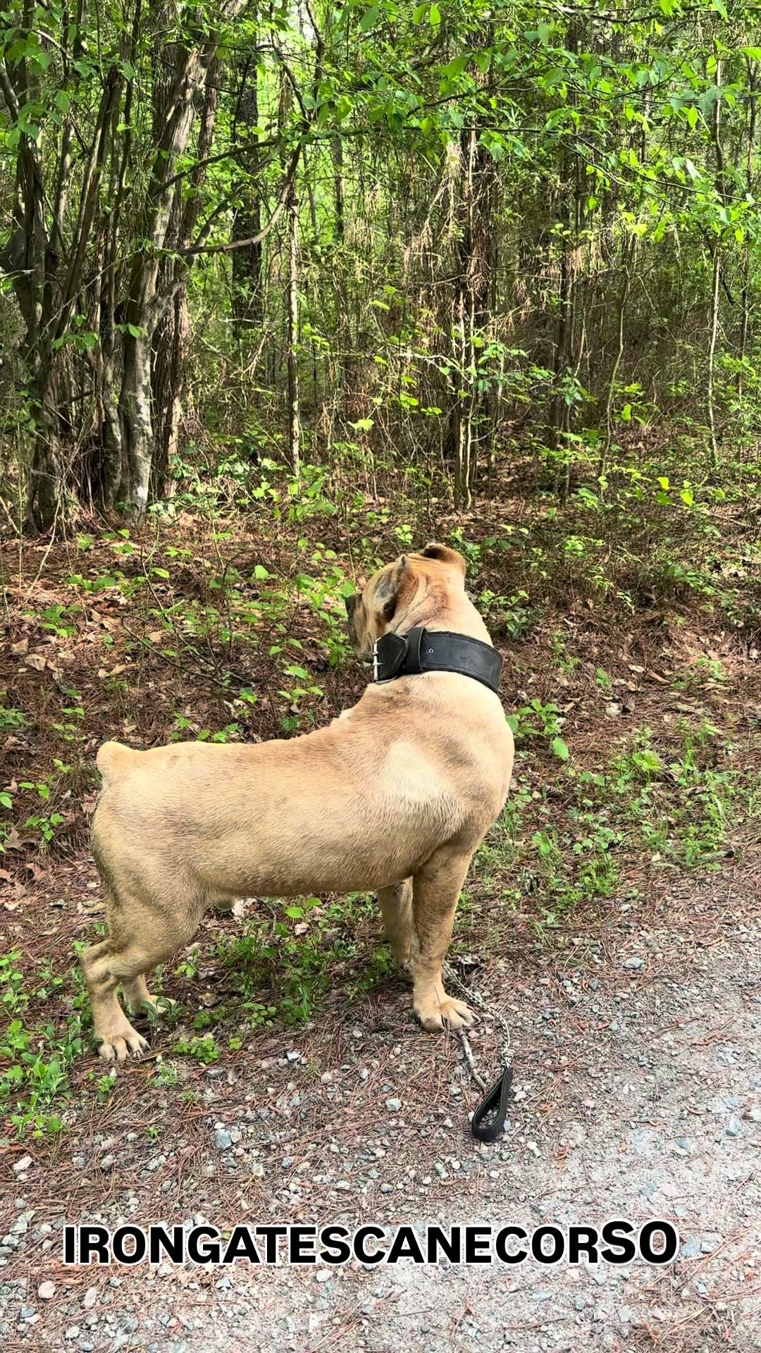 @Irongates Canecorso