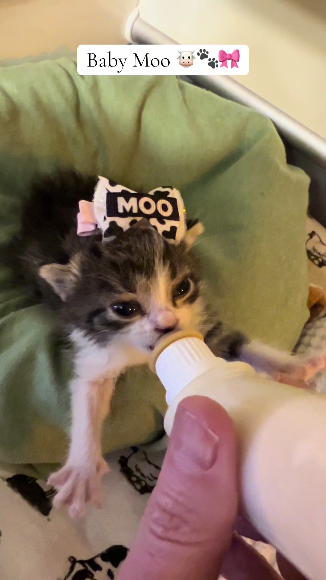 @Kitten.mama
