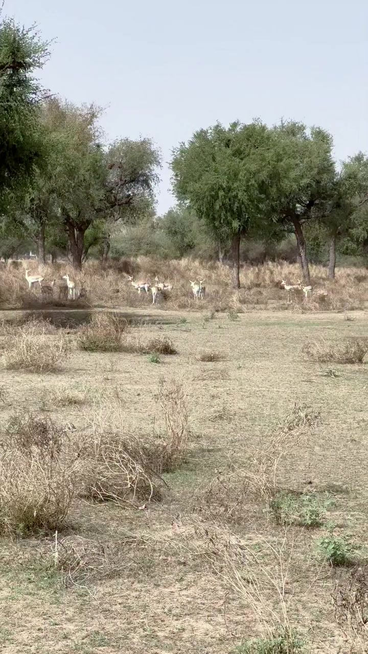@Wildlife 🦌