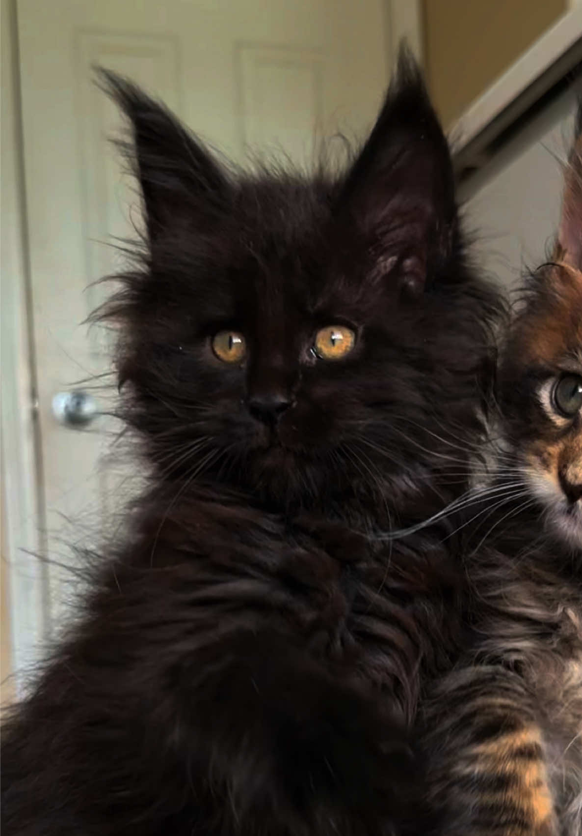 @Mossy Cottage Maine Coons 🌙