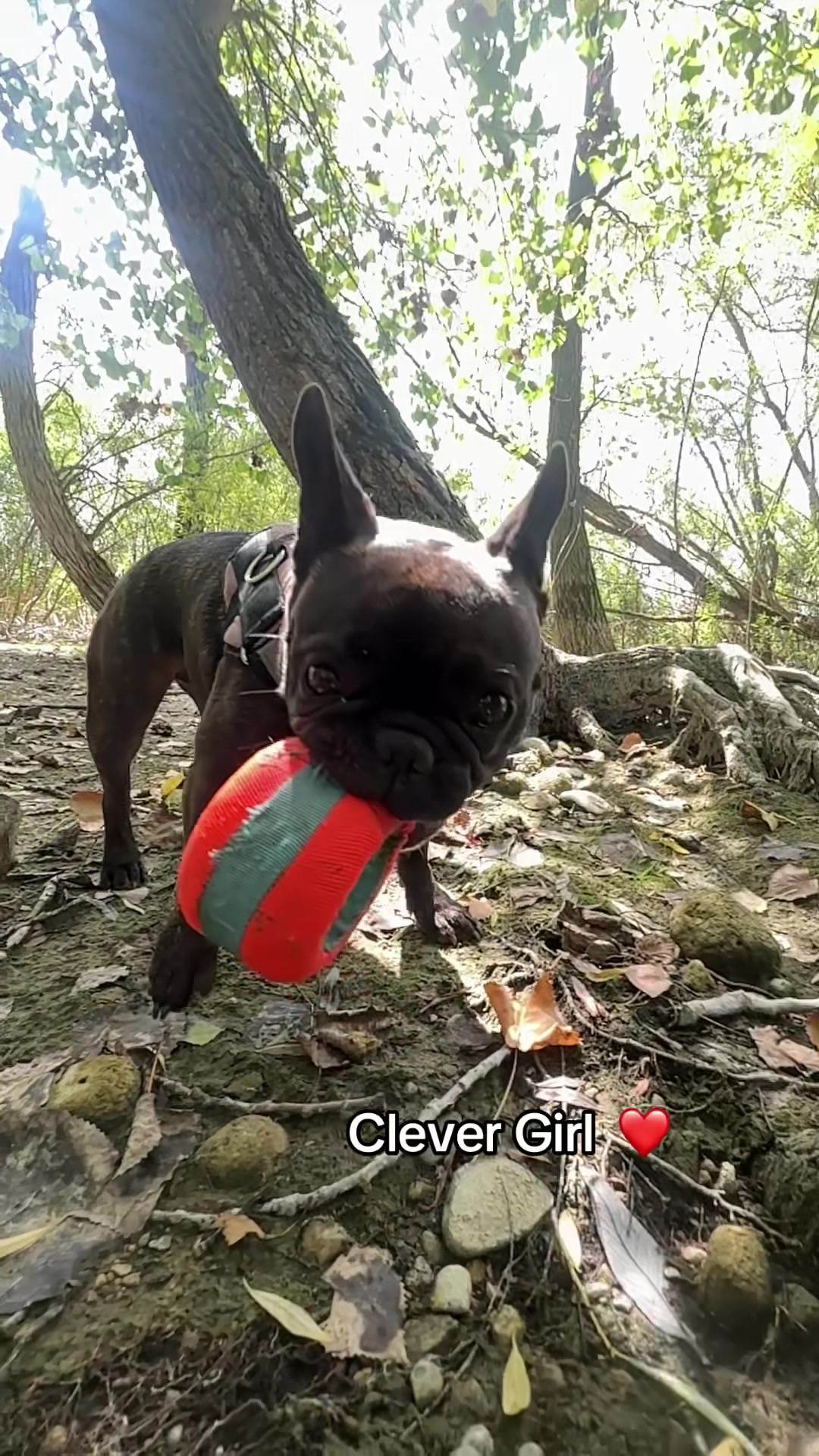 @Lucy the Frenchie