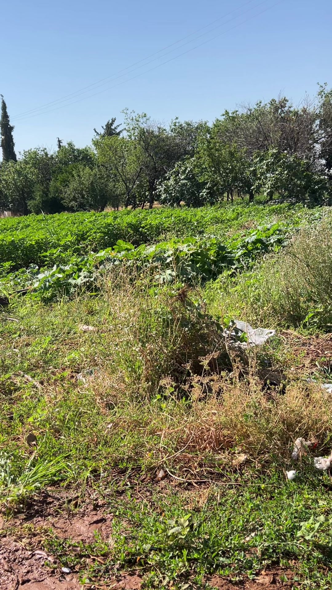 @&ccedil;i&ccedil;ek&hearts;️