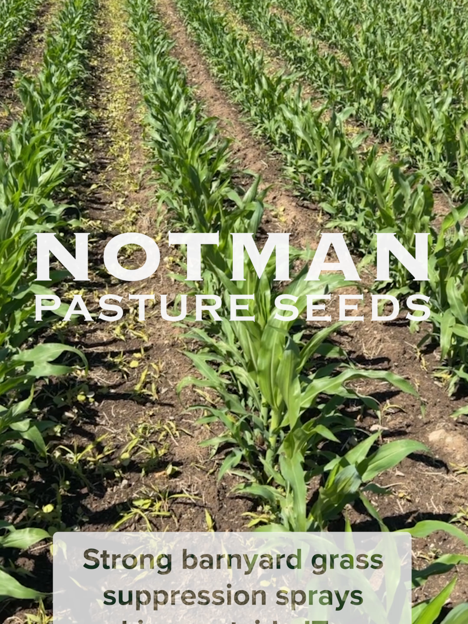 @notmanpasture