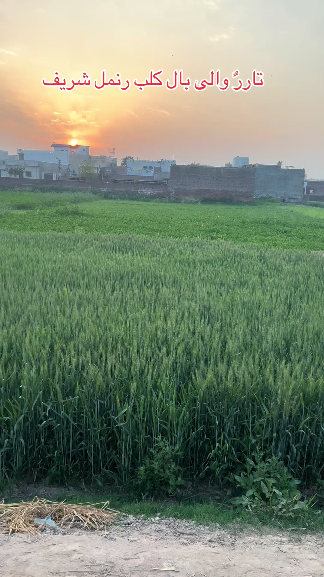 @Saqlain Tarar  🇵🇰 🇦🇺