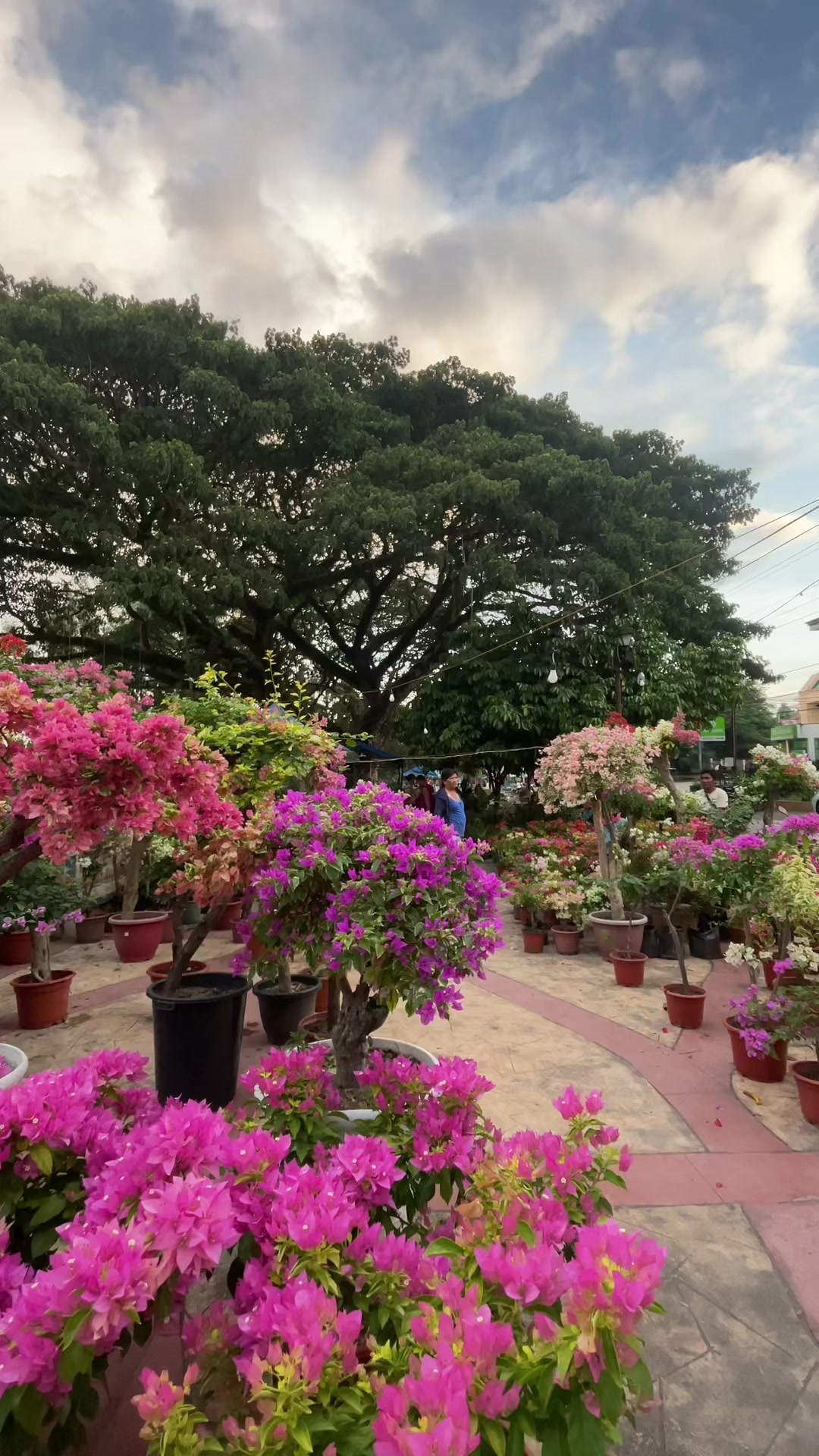 @Ara🌸