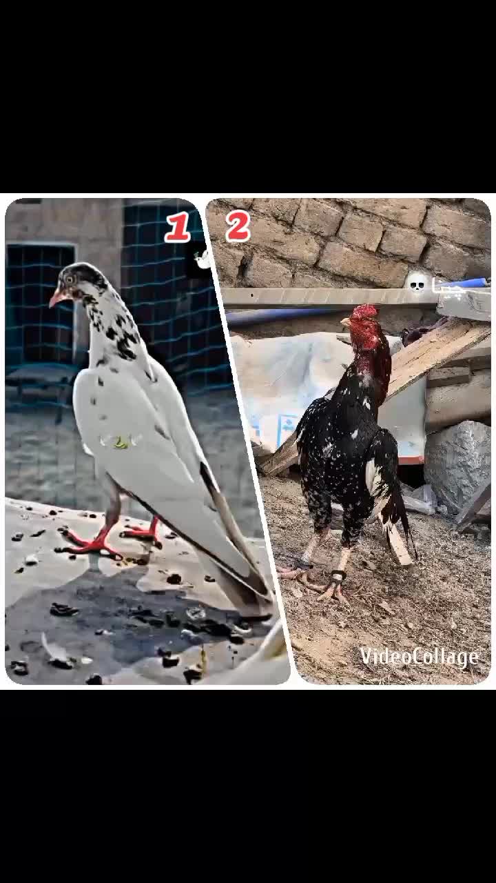 @شــوق 🔥