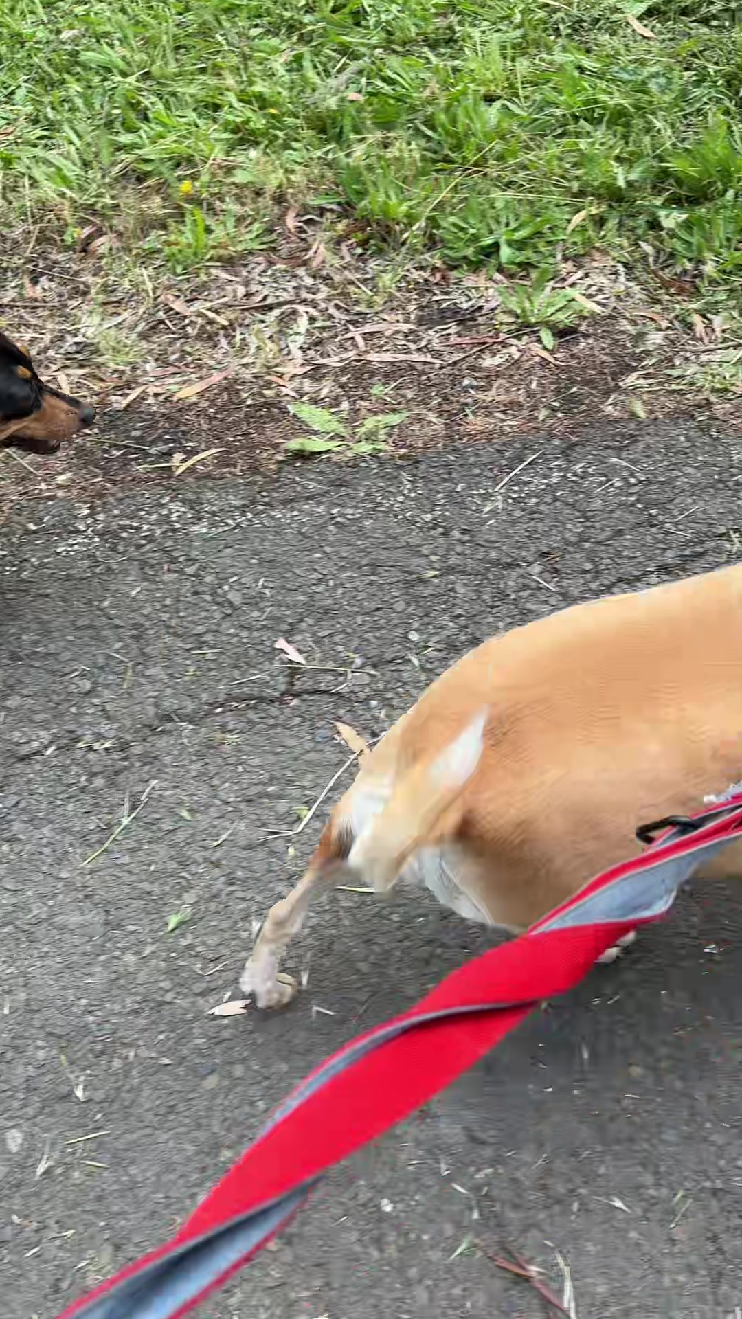 @dogwalkerannika