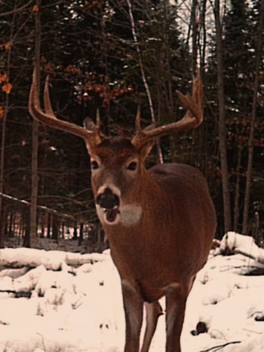 @Wisconsin Trapper