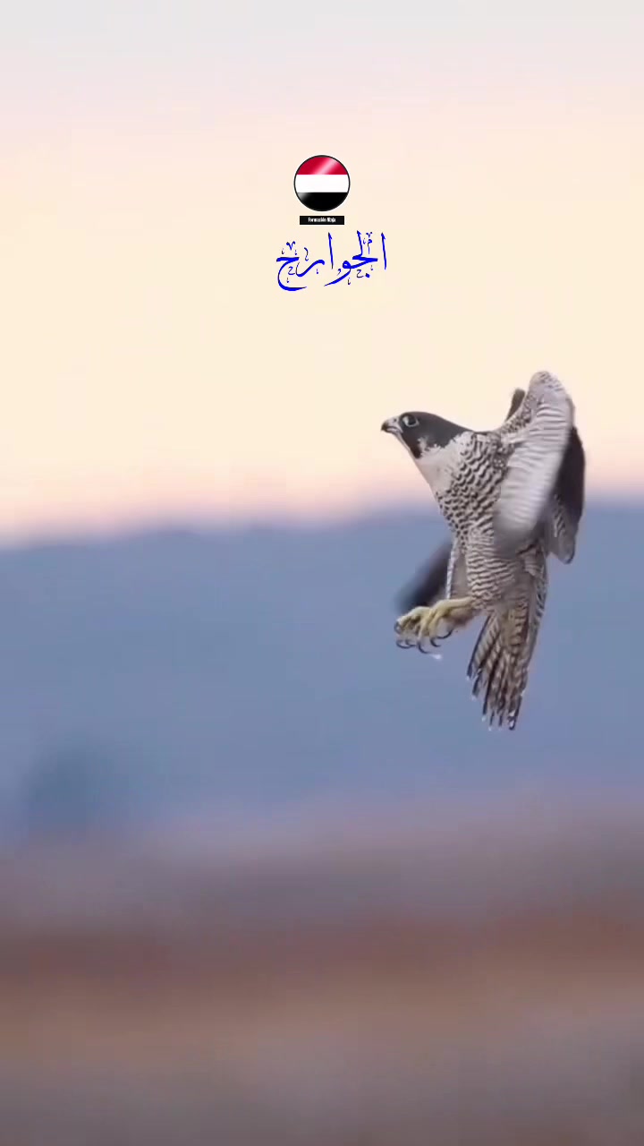 @ا꙰لـــــــ🇾🇪ـج☬👑ـوار🦅ح