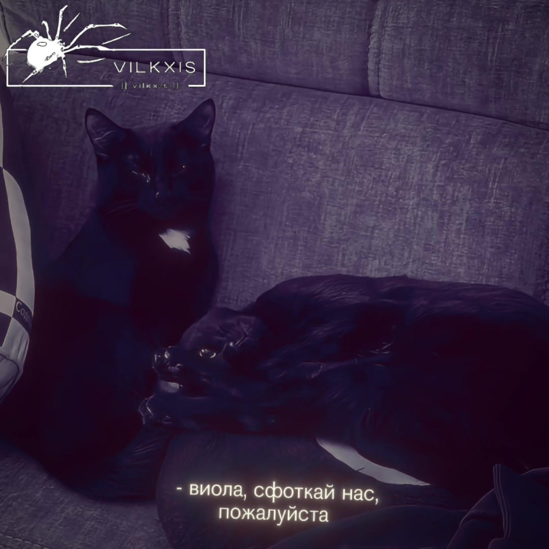 @тгк: VILKXIS