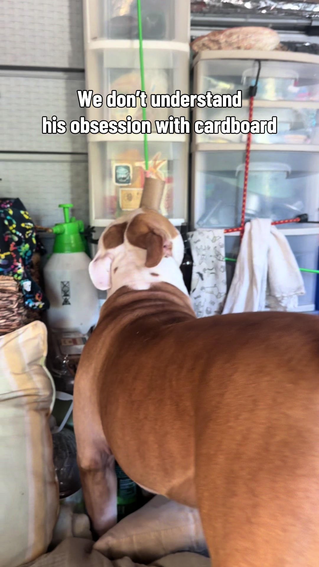 @Nova 💫 & Kairo 🐪🚐🐶
