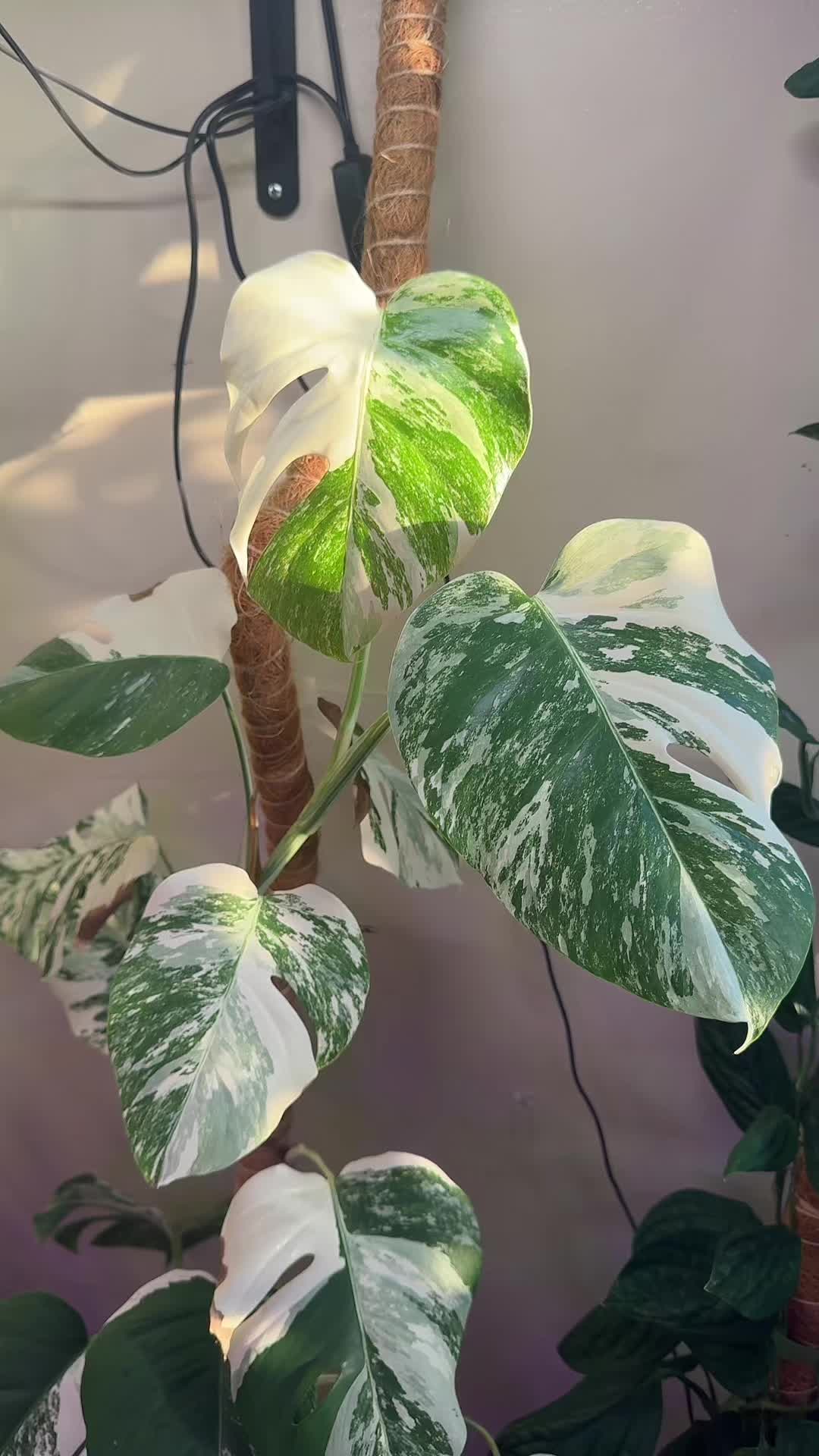 @Pretty Plants Nashville