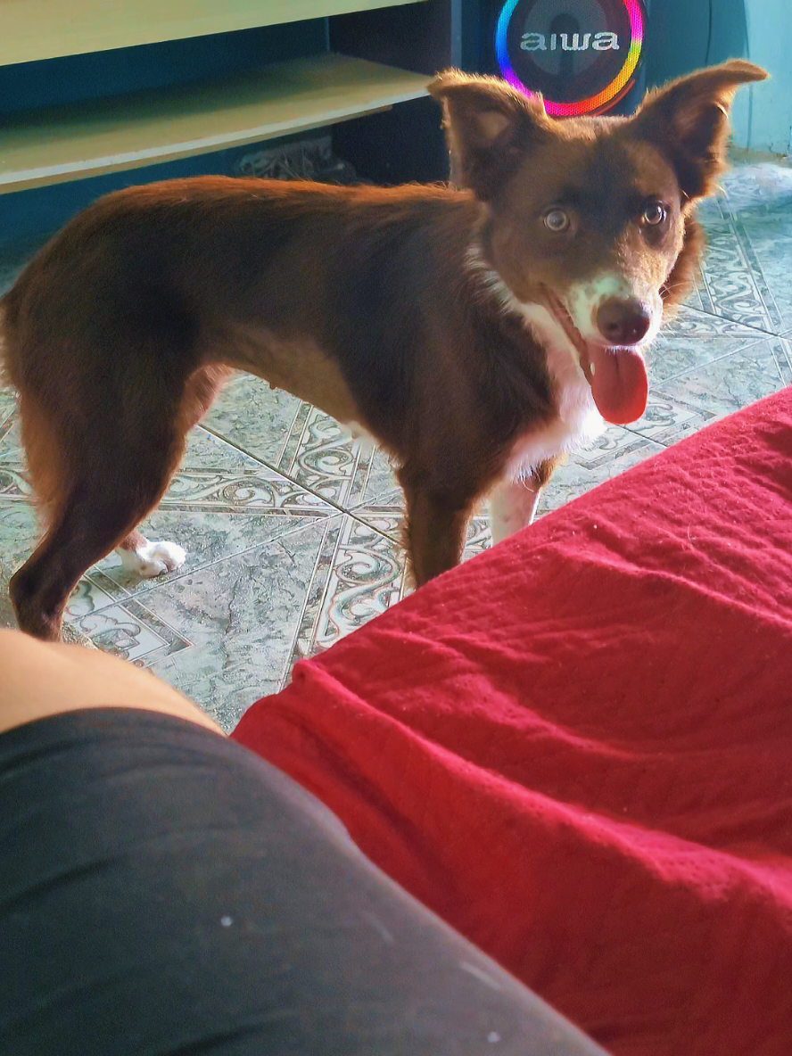 @Família border collie
