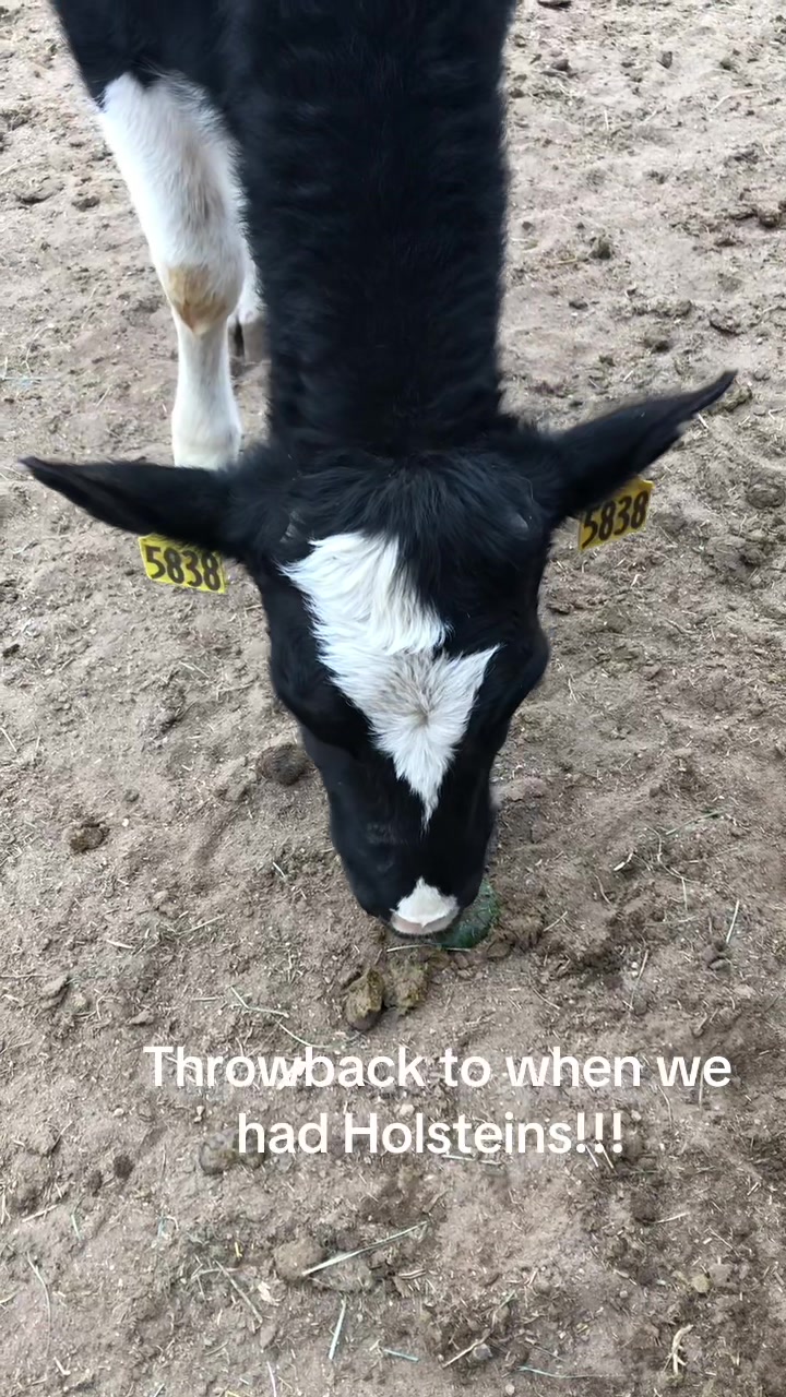 @Yakety Yak Ranch
