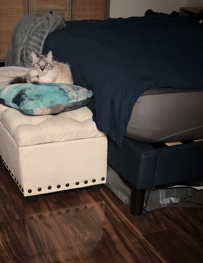 @Brock Meowsnar