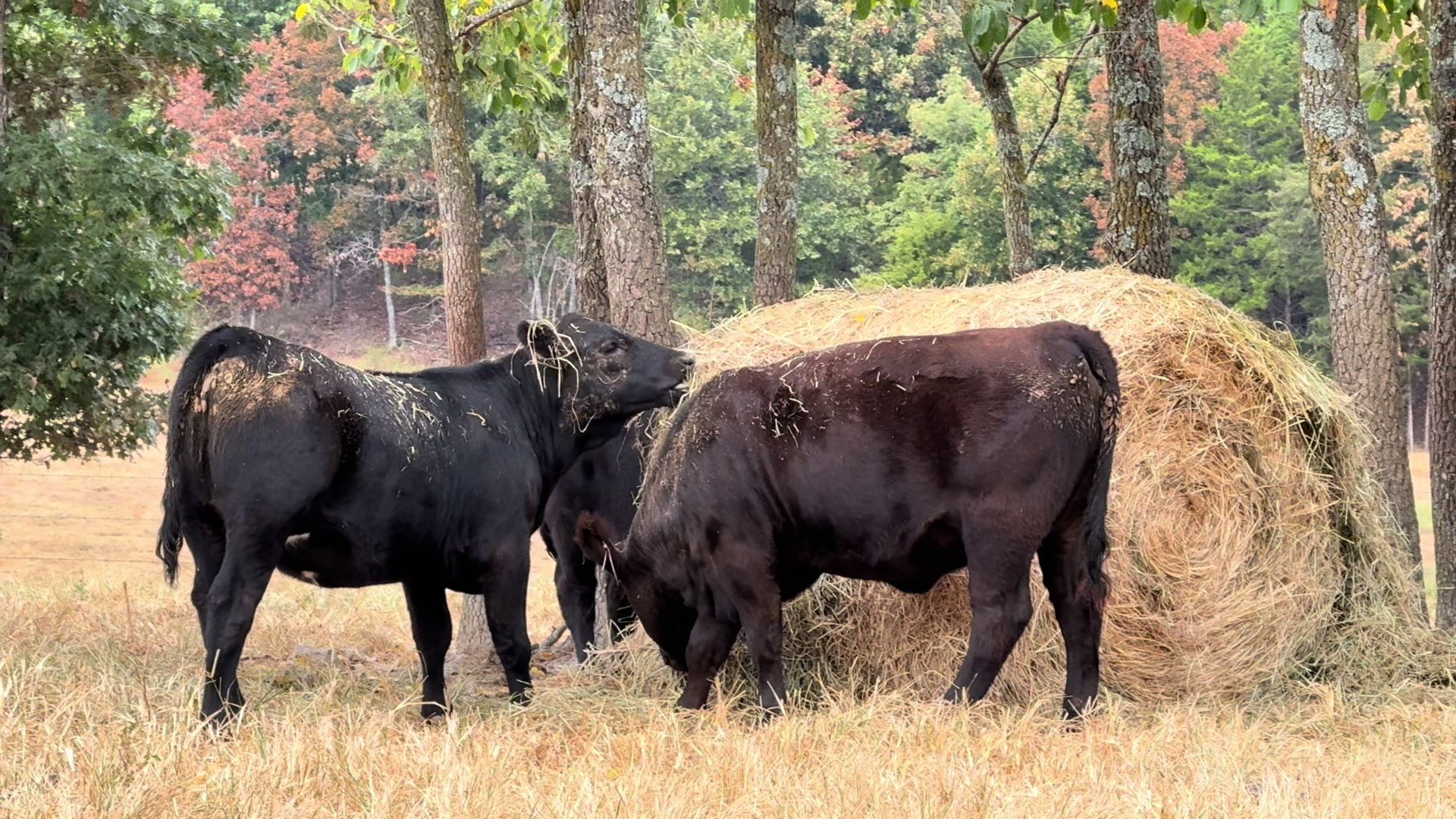 @Massey Land & Cattle