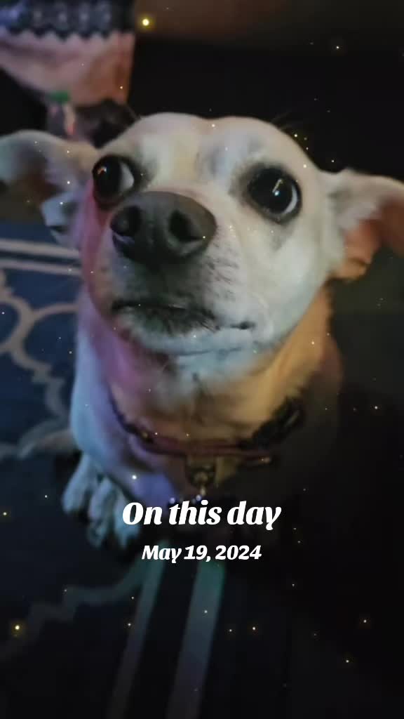 @Max and Company 🐕💚🐕💚