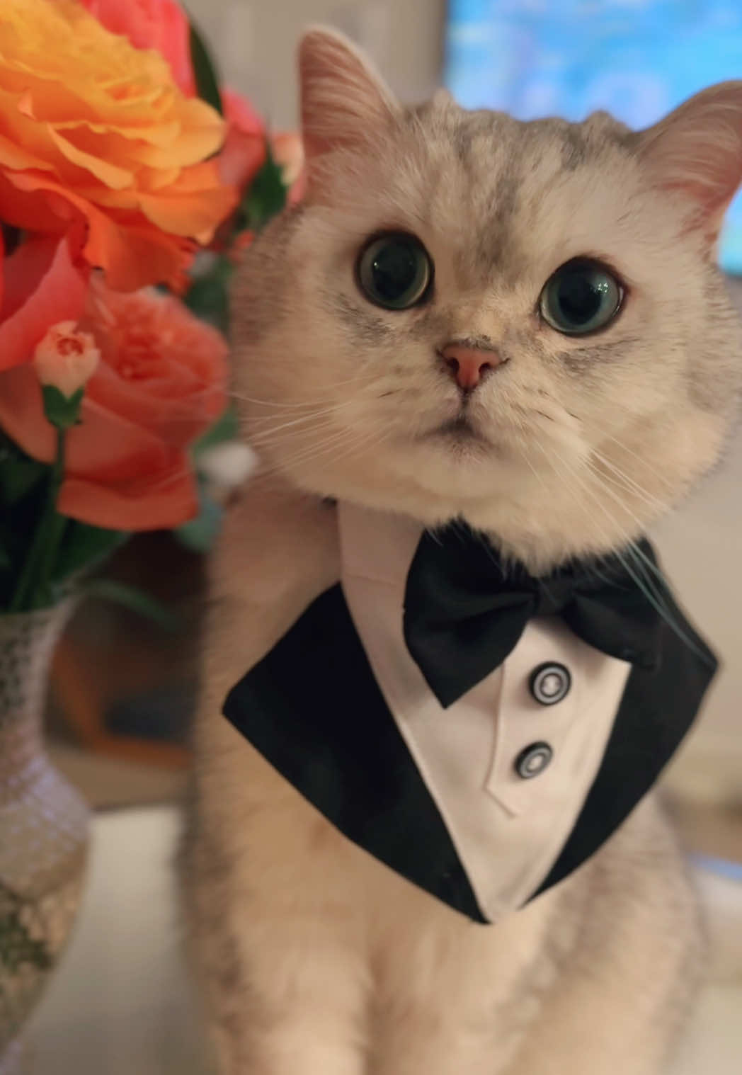 @Ollie the Cat