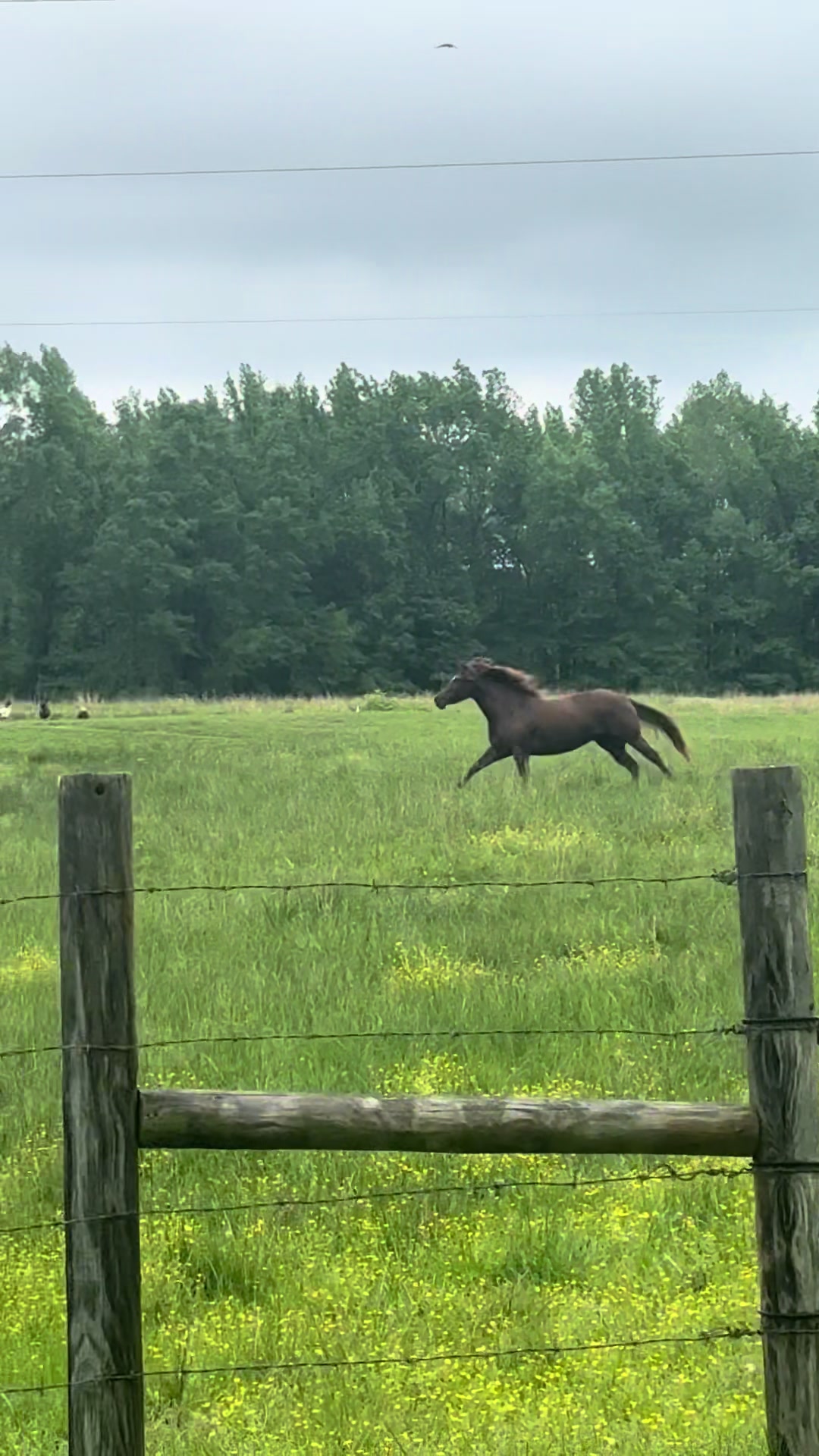 @Allison Rowe • Rowe Cattle Co