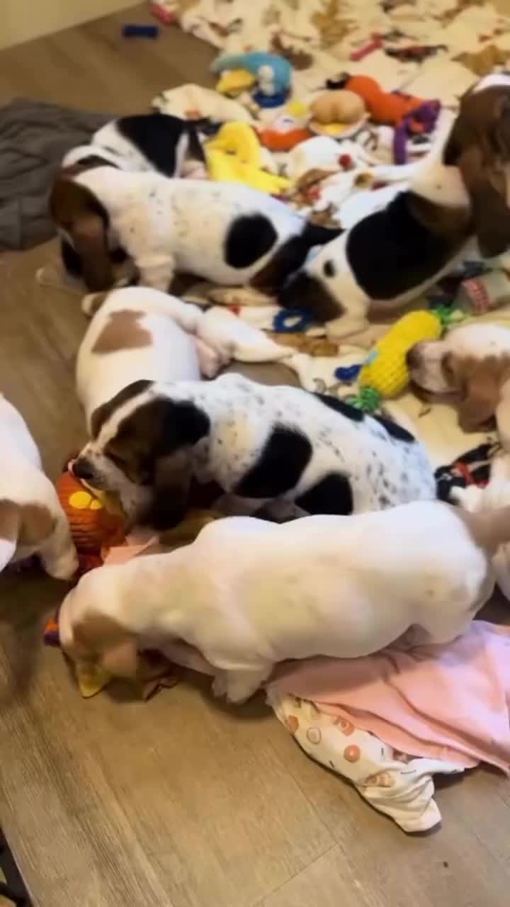 @Home Of All Basset Hound Pups