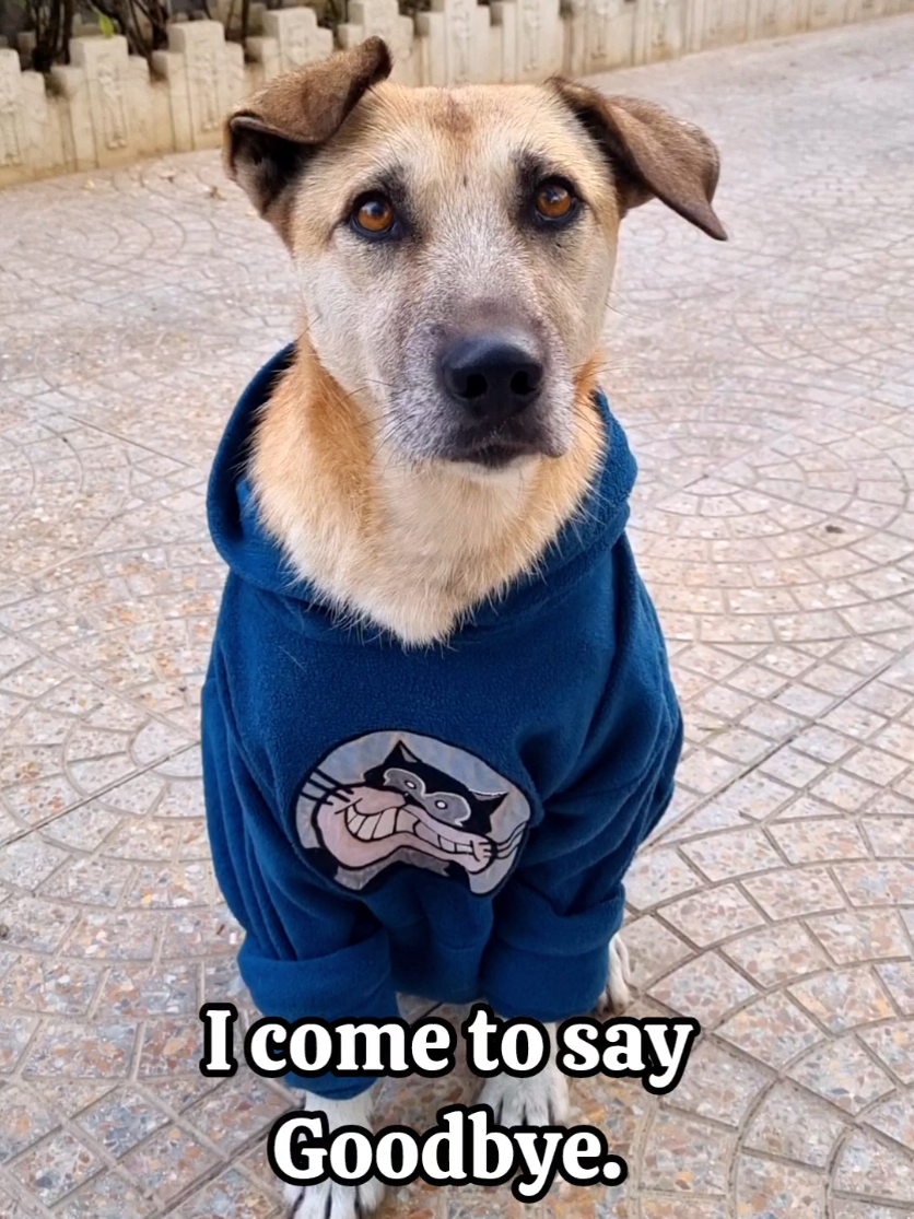 @germansheperd.Rexi