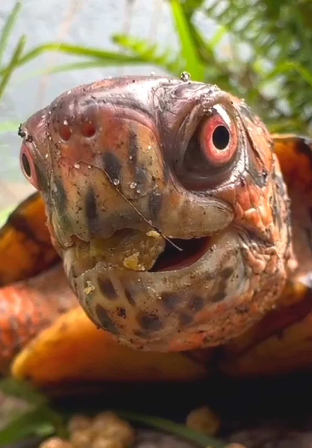 @Tommys_reptiles