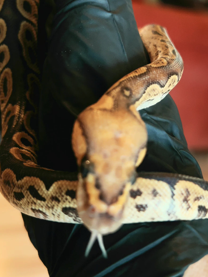 @Elliott Exotics