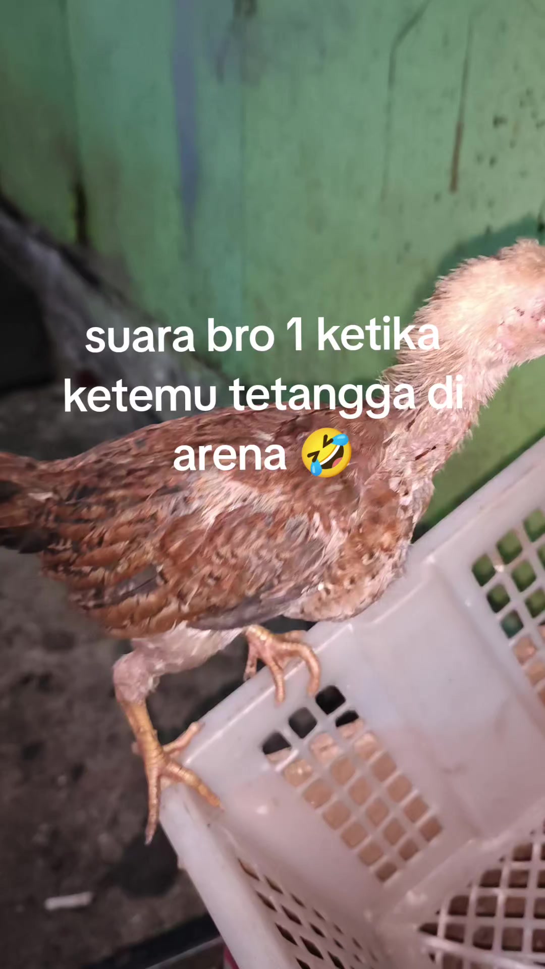 @pikkii