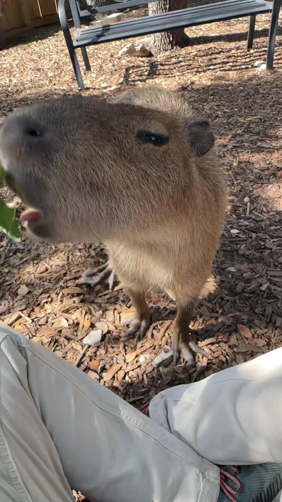 @Texas Wildlife Park