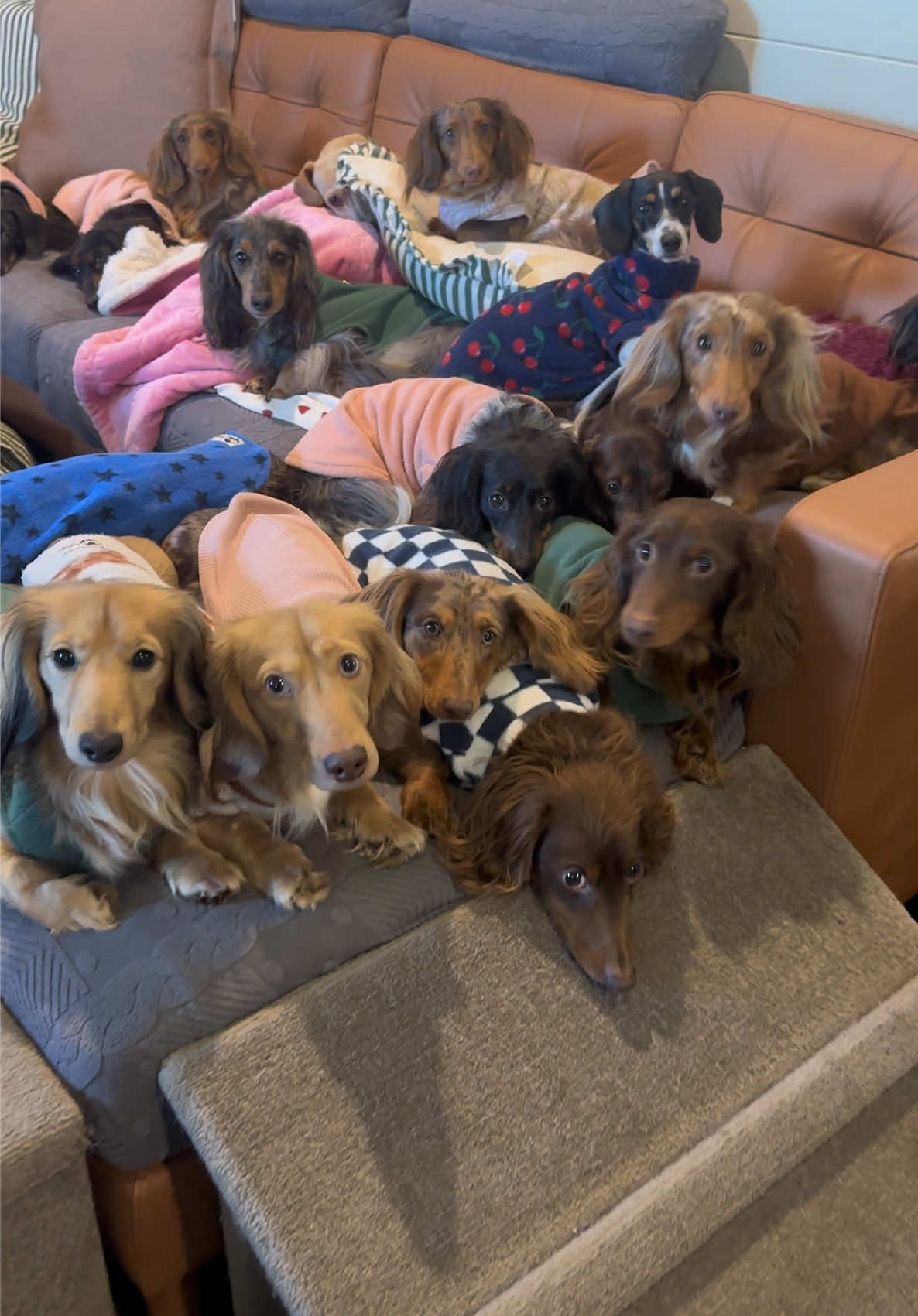 @ONATAH Dachshunds