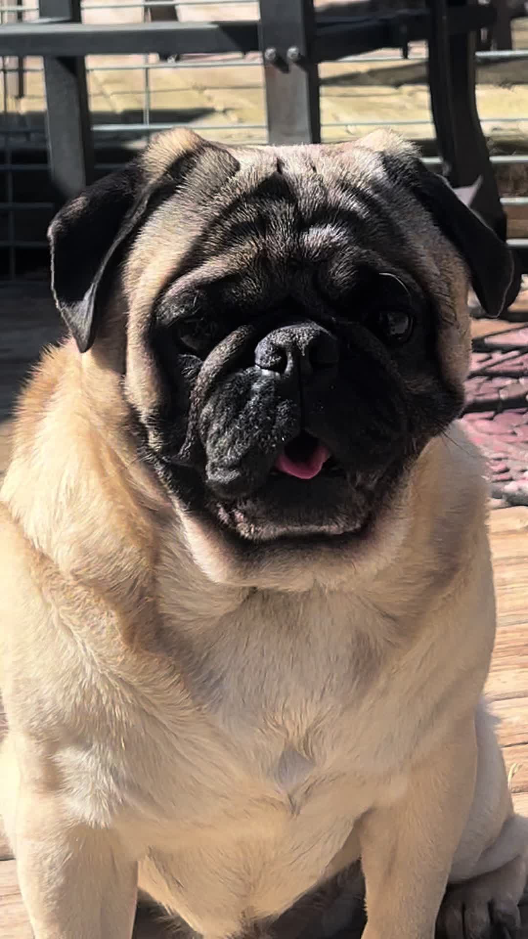 @Pugaddict