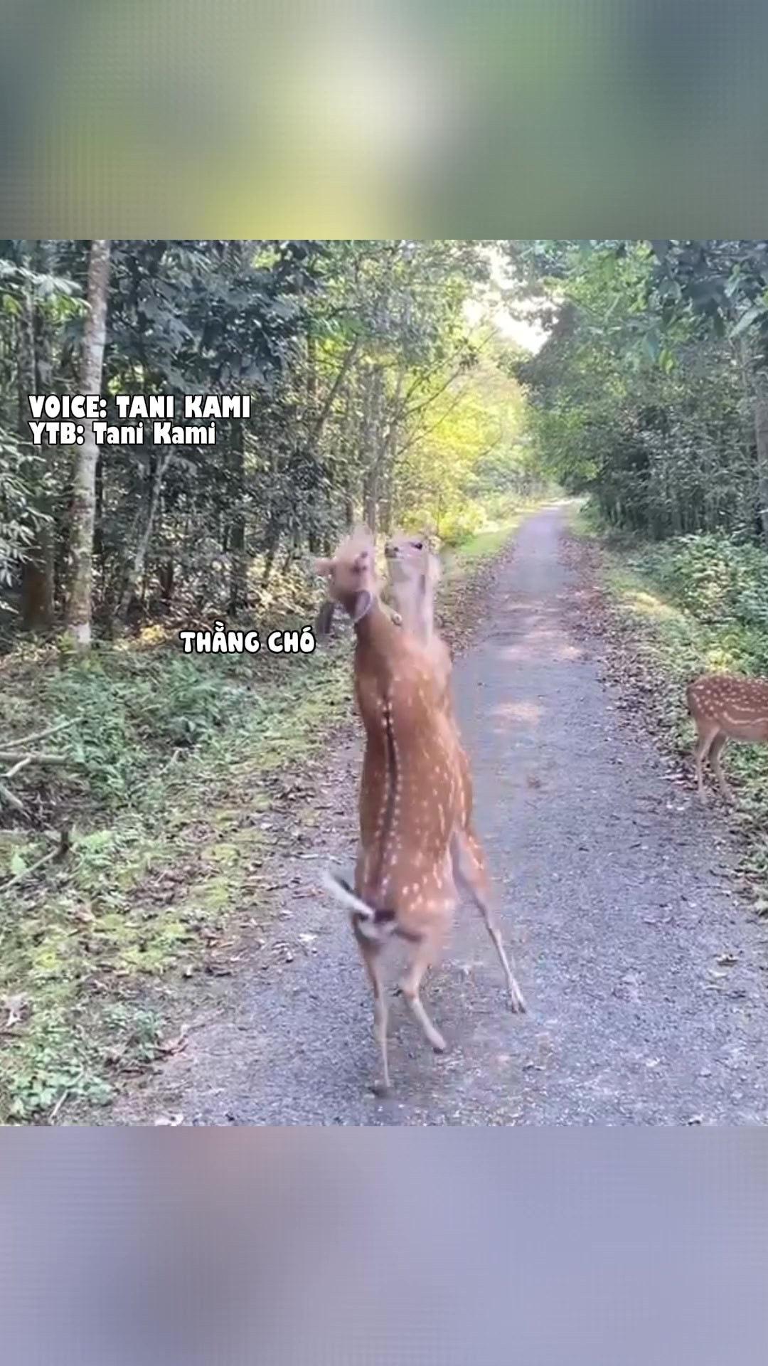 @Tani Kami 🐹
