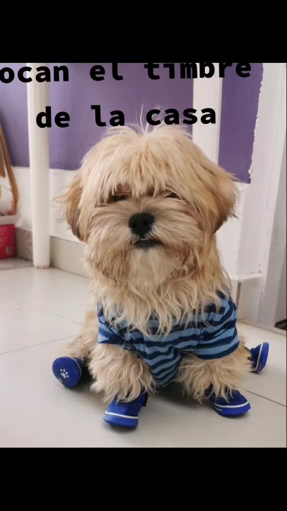 @paraqueveas👁️🐶