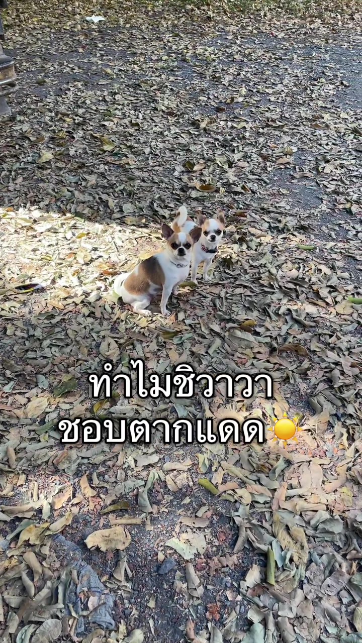 @บิ๊กบอสลูกมีน่า🐶
