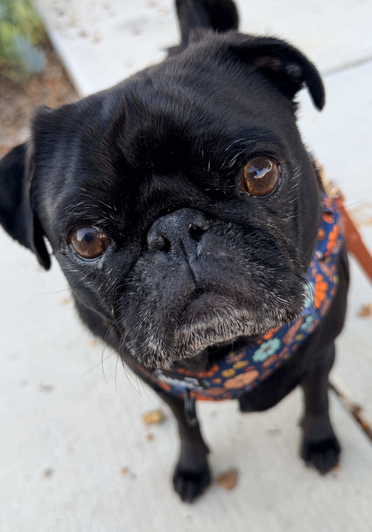 @Thedistracteddogmom