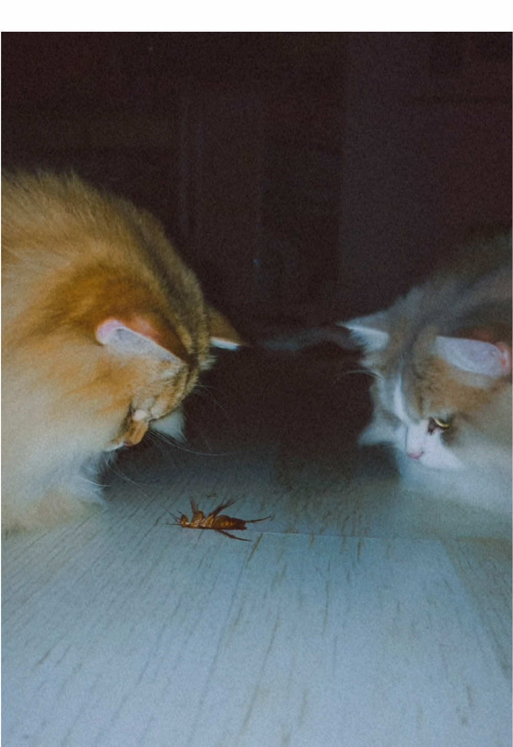 @penka_and_kittens