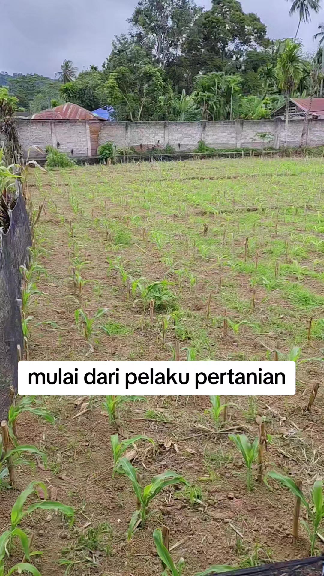 @petani kecil ujung tapsel