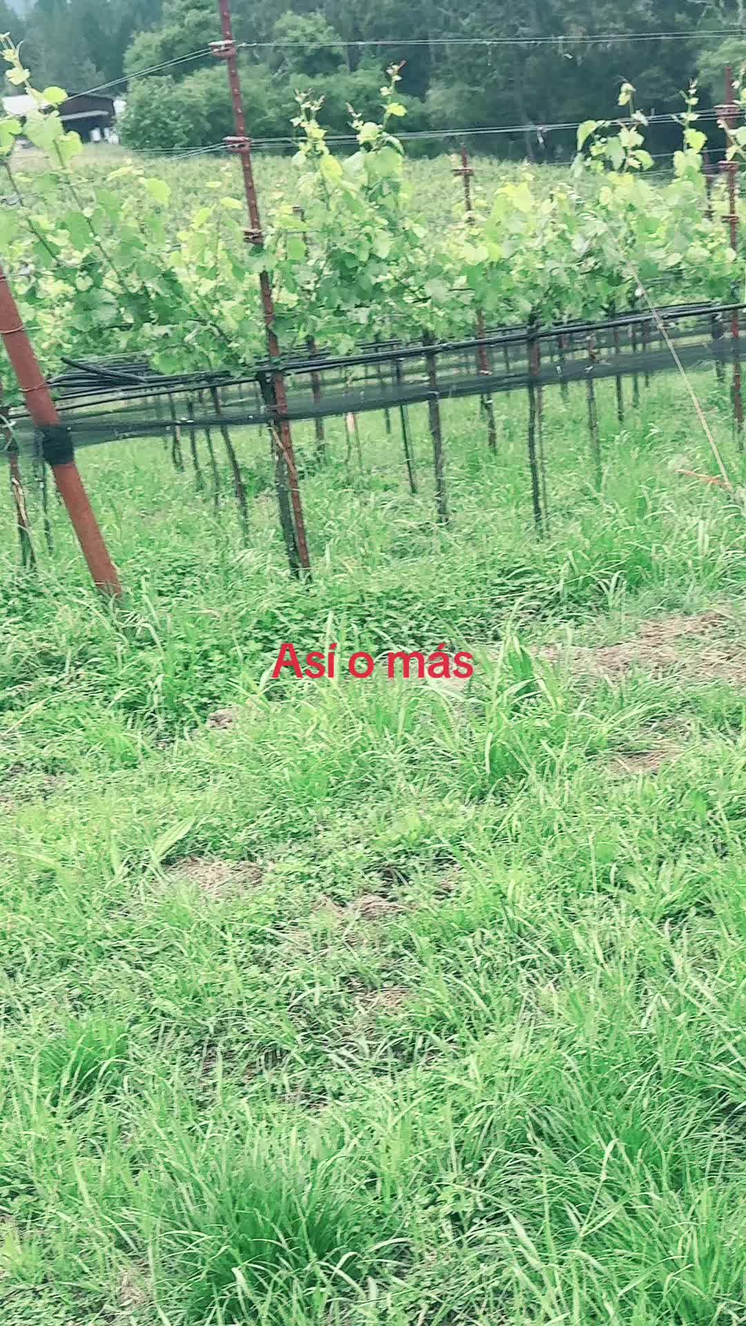 @Palmis